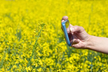 Yağlı tohumlu tecavüz çiçeklerinin fotoğrafını çekmek için cep telefonu kullanan bir ziraatçinin elleri. Bahar sonunda Canola (kolza tohumu) mahsulüne ilişkin tahmini verim.