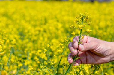 Yağlı tohumlu tecavüz çiçeklerinin olgunlaşmasını inceleyen bir tarım uzmanının elleri. İlkbaharın sonlarında Canola (kolza tohumu) mahsulünün tahmini getirisi. Kapat..