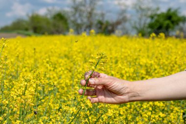 Yağlı tohumlu tecavüz çiçeklerinin olgunlaşmasını inceleyen bir tarım uzmanının elleri. Bahar sonunda Canola (kolza tohumu) mahsulüne ilişkin tahmini verim. 
