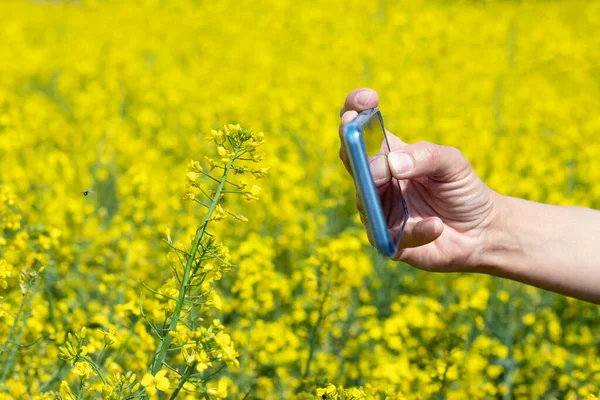 Yağlı tohumlu tecavüz çiçeklerinin fotoğrafını çekmek için cep telefonu kullanan bir ziraatçinin elleri. Bahar sonunda Canola (kolza tohumu) mahsulüne ilişkin tahmini verim.