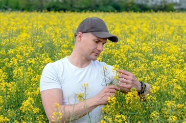 Yağlı tohumlu tecavüz çiçeklerinin olgunlaşmasını inceleyen bir tarım uzmanı. Bahar sonunda Canola (kolza tohumu) mahsulüne ilişkin tahmini verim.