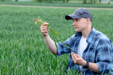 Çiftçi ya da tarımcı buğday tarlasında çömelmiş ürün kalitesini inceliyor. Tarım işçisi buğday, saman ve kökleri kontrol ediyor..
