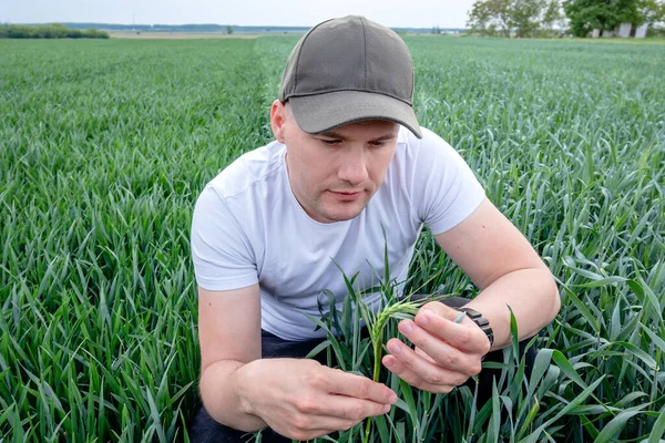 Çiftçi ya da tarımcı buğday tarlasında çömelmiş ürün kalitesini inceliyor. Tarım işçisi buğday kamışını ve tahılı kontrol ediyor. Kapat..