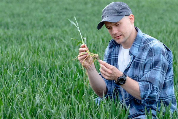Çiftçi ya da tarımcı buğday tarlasında çömelmiş ürün kalitesini inceliyor. Tarım işçisi buğday, saman ve kökleri kontrol ediyor..