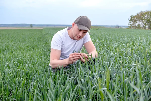 Çiftçi ya da tarımcı buğday tarlasında çömelmiş ürün kalitesini inceliyor. Tarım işçisi buğday kamışını ve tahılı kontrol ediyor. Kapat..