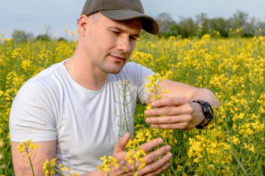 Çiftçi ya da tarımcı, yağlı tohum mahsulünün olgunlaşmasını kontrol ediyor. Bahar sonlarında Canola 'nın kolza tohumu tahminleri. Kapat..
