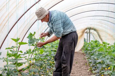 Serada çalışan, salatalık yetiştiren yetenekli yaşlı bir çiftçi. Sebze yetiştirmek için sağlıklı ve organik yollar.. 