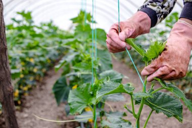 Serada çalışan becerikli bir çiftçinin elleri bağlı bir iple salatalık bitkilerini bağlıyor. Kapatın. Sebze yetiştirmek için sağlıklı ve organik yollar..