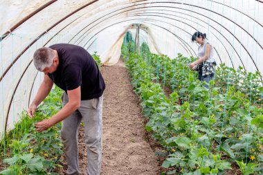 Serada çalışan çiftçi ailesi, bağlı halatla salatalık bitkilerini bağlıyorlar. Sebze yetiştirmek için sağlıklı ve organik yollar.. 