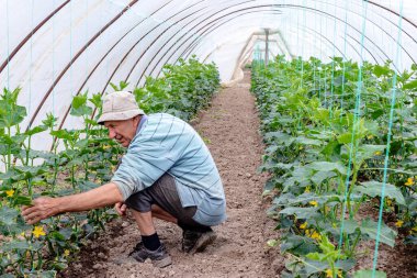 Serada çalışan, salatalık yetiştiren yetenekli yaşlı bir çiftçi. Sebze yetiştirmek için sağlıklı ve organik yollar.. 