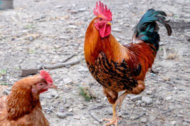 Renkli bir horoz horozu bahçede bir tavuğa gösteriş yapıyor. Kırsal bir evin arka bahçesi..