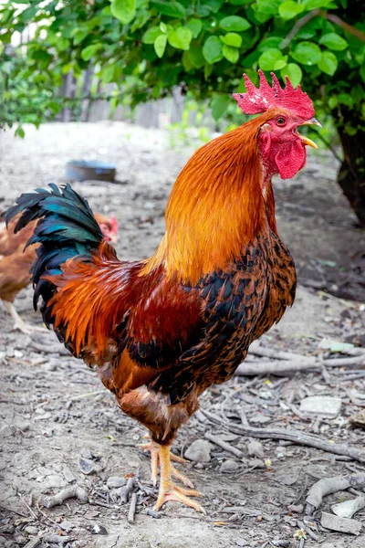 Bunte Gallische Hähne Singen Garten Aufwachen Hinterhof Eines Ländlichen Haushalts — Stockfoto