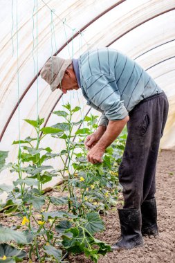 Serada çalışan, salatalık yetiştiren yetenekli yaşlı bir çiftçi. Sebze yetiştirmek için sağlıklı ve organik yollar..