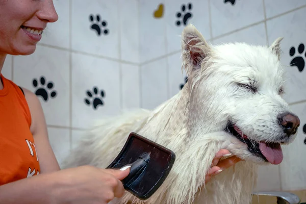 동물용 미용실에서 목욕을 시베리안 사모예드를 솔질하는 가마우지 — 스톡 사진