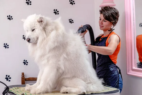 Une Femme Toiletteuse Professionnelle Sèche Air Brosse Beau Chien Sibérien — Photo