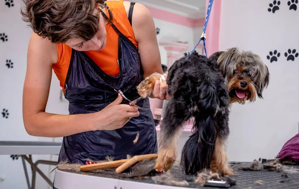 犬のための美容室でグルーミングテーブルの上に甘いヨークシャーのテリアに散髪を与えるプロの女性グルーマー — ストック写真