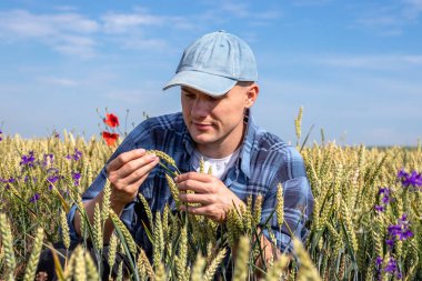Çiftçi buğday tarlasında çömelmiş, verimi hesaplıyor. Agronomist buğday tanelerinin kalitesini değerlendirdi.