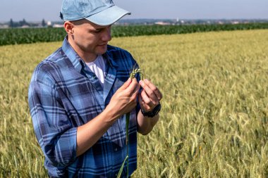 Buğday tarlasında dikilen çiftçi verimi tahmin ediyor. Agronomist buğday tanelerinin kalitesini değerlendirdi.