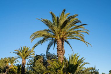 Güneş ışığında bir palmiye ağacının alçak açılı görüntüsü.