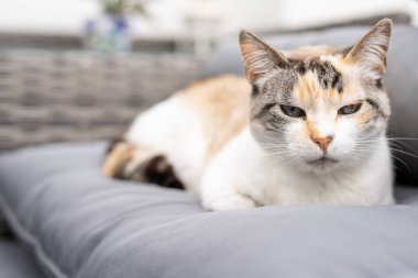 Dışarıdaki sevimli beyaz kedicik