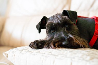 Şirin siyah Schnauzer evdeki kanepede yatıyor.