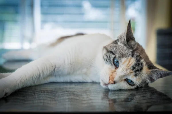 Cat in brown and white colors. The tired cat is sleeping. Street cat. Cute cat is lying on a table. Selective focus.