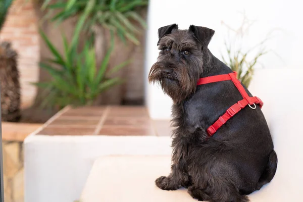 Black Dog. Miniature Schnauzer. The dog is sitting outdoor