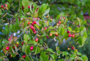 Olgun meyveli Rowan dalları. Kükremiş ağaç dallarında kırmızı yaban mersini, olgun kızılcık üzümleri yakın çekim ve yeşil yapraklar..