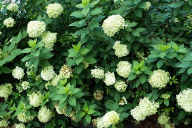 Meadow blooming with white flowers on the background of the forest.