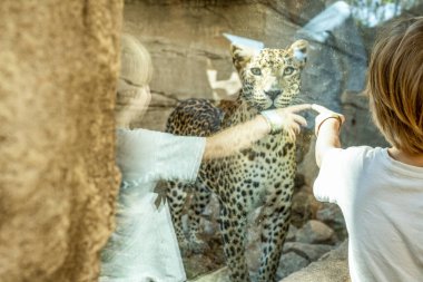 Küçük çocuk. 3 yaşında. Hayvanat bahçesindeki kaplana bakıyor.