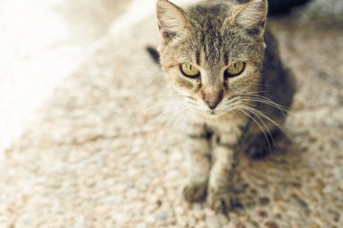 Bengal kedisi dışarıda. Açık havada güzel kedi portresi.