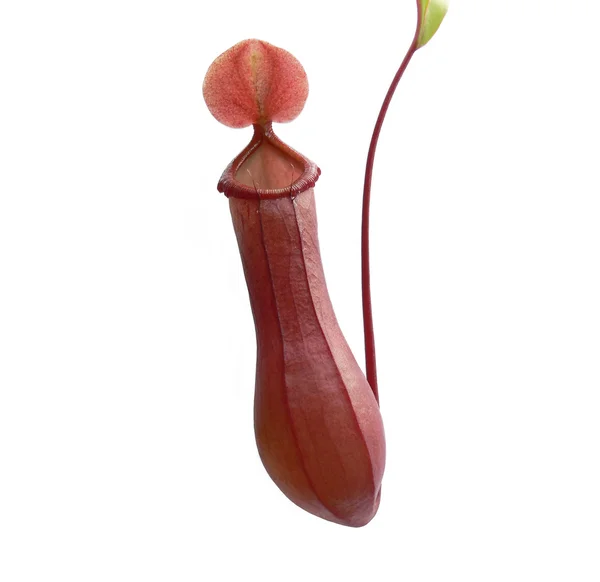 Nepenthes ibrido Immagini Stock Royalty Free