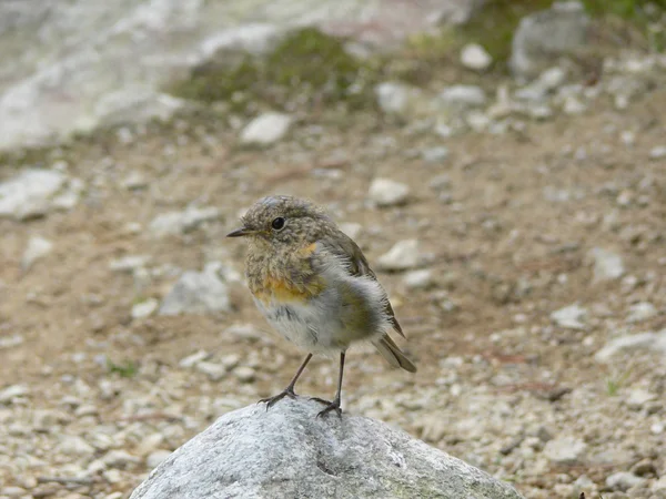 Erithacus rubecula — Zdjęcie stockowe