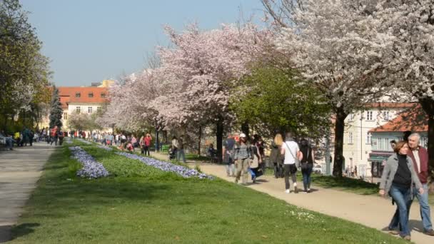PRAGUE, RÉPUBLIQUE TCHÈQUE - AVRIL 2014 : Parc printanier - arbres à fleurs — Video