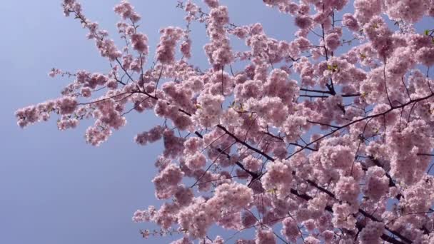 Parque de primavera - árbol floreciente — Vídeos de Stock