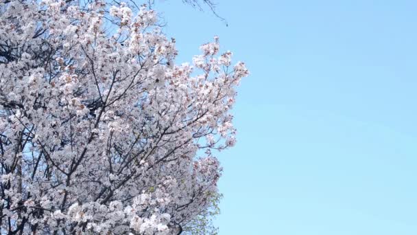 Весенний парк - цветущее дерево — стоковое видео