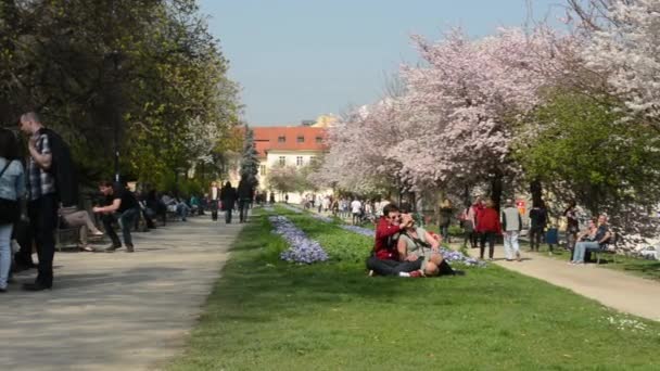 PRAGUE, RÉPUBLIQUE TCHÈQUE - AVRIL 2014 : Parc printanier - des arbres à fleurs avec des gens — Video