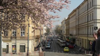 Prague, Çek Cumhuriyeti - Nisan 2014: ağaç arka planda işlek cadde ile çiçekli bahar Parkı -