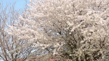 park - beyaz çiçekli ağaç bahar