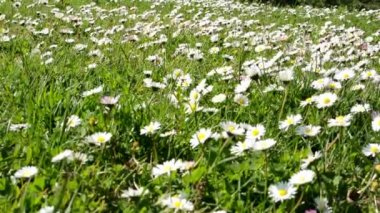 çayır papatya (odak arka plan dolu)