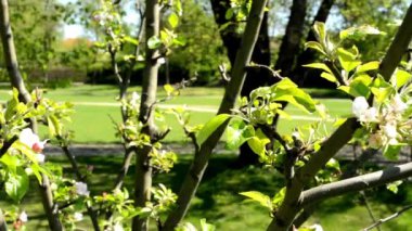 park arka plan ile yeni gelişen ağaç
