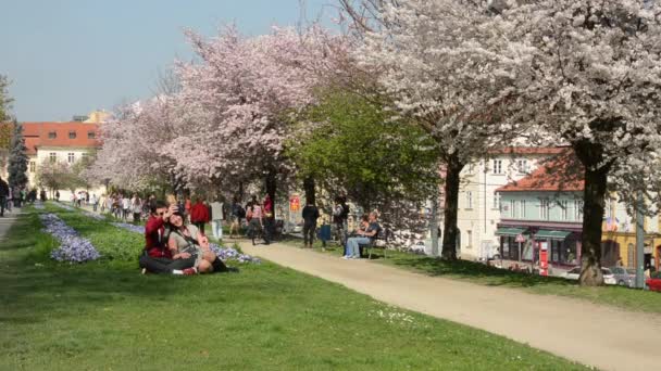 Prague, Tjeckien - april 2014: våren park - blommande träd med människor — Stockvideo