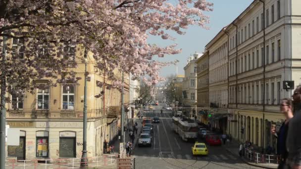 Prague, Tjeckien - april 2014: våren park - blommande träd med livliga gatan i bakgrunden — Stockvideo