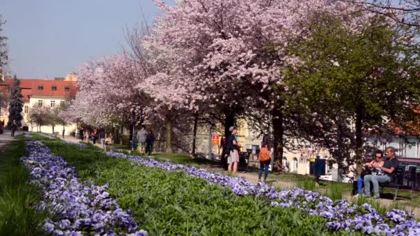 Spring park - människor gå i parken. Blommande träd. — Stockvideo