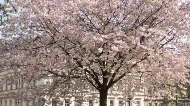Arka planda bina ile ağaçlar çiçekli bahar Parkı-. — Stok video