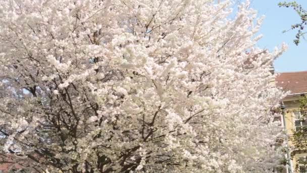 PRAGUE, CZECH REPUBLIC - APRIL 2014: Spring park - flowering trees with buildings in background. — Stock Video