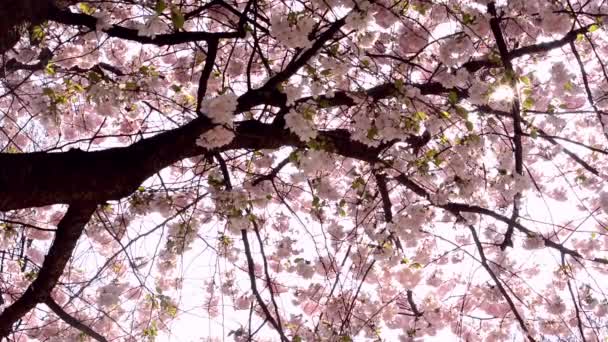 Parque de primavera - árboles florecientes rosados — Vídeos de Stock