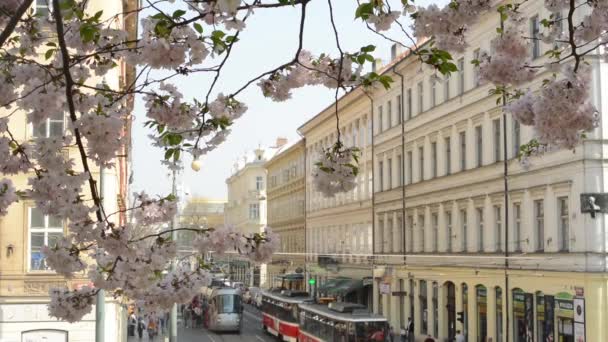 Parque de primavera - árboles con flores con calle concurrida en el fondo . — Vídeo de stock