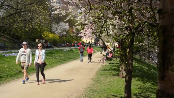 Spring park - blommande träd med människor — Stockvideo