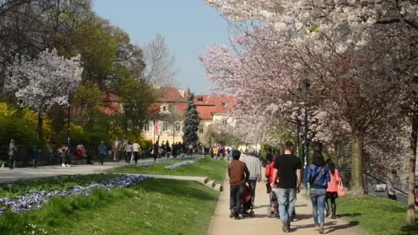 Парк весна - квітучі дерева з людьми. — стокове відео